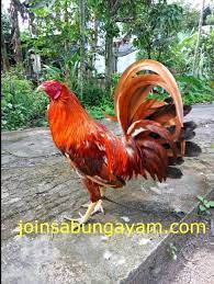 Sabung ayam di jaman sekarang lebih populer dilakukan via online. Pin On Sabung Ayam Online