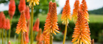 Il viburno lantana però è una pianta completamente differente dalla lantana, a parte l'infiorescenza, costituita anche in questo. Kniphofia Pianta Resistente Dalla Colorata Infiorescenza Giardinaggio Fiori Animali E Centinaia Di Articoli Passo Passo