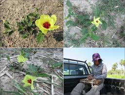 Image result for Cienfuegosia digitata