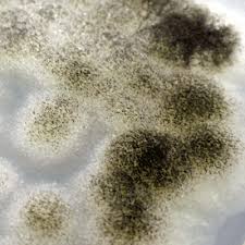 Jul 10, 2021 · aspergillus niger is a common mold found all over the world, commonly in decaying organic matter or decaying food products. Aspergillus Niger Microchem Laboratory