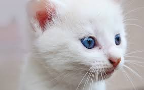 White Cat Names Top 100 Best Names For White Cats