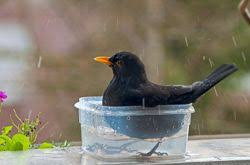 Room For Everyone Wildlife Gardens Can Be Big Or Small Because Nature And Wildlife Should Be Welcomed Everywhe Wildlife Gardening Wildlife Gardening Blog