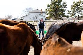 Breeding boom: Casino gaming has helped reverse decline in Nebraska-bred  horses - Flatwater Free Press