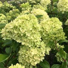 Little Lime Hydrangea Tree Form Naturehills Com
