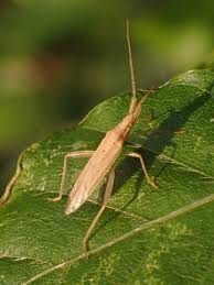 Image result for Stenostelma