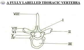 In addition to being connected to adjacent vertebrae, the thoracic vertebrae are also connected to ribs. Health Education Paper 2 May June 2018
