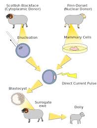Embryology Definition Fertilization Cell Differentiation Dolly Clone Today In History