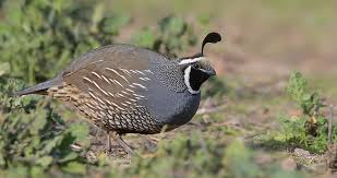 Check spelling or type a new query. California Quail Identification All About Birds Cornell Lab Of Ornithology
