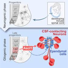 The spinal canal lies within the spine and encases the spinal cord. Ascl1 Balances Neuronal Versus Ependymal Fate In The Spinal Cord Central Canal Sciencedirect