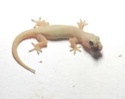 We did not find results for: 4 Fakta Unik Tentang Cicak Beserta Klasifikasi Ciri Dan Jenis Jenisnya