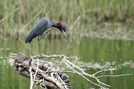 Birds Of Texas Hill Country Pictures Least Grebe With Images Texas Hill Country Hill Country Texas Hills