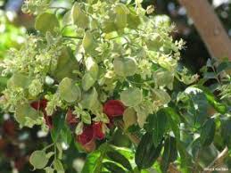 Image result for Brackenridgea zanguebarica