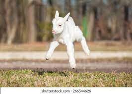 Baby Goat Jumping Images Stock Photos Vectors Shutterstock