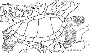 Select from 35970 printable crafts of cartoons, nature, animals, bible and many more. Sea Turtle Coloring Page Help Hawksbills