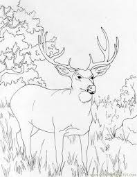 Coloring pages of realistic deer. Coloring Pages Of Deer Coloring Home