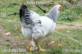 The roosters were play fighting at this age. How To Tell Hens And Roosters Apart What S The Difference