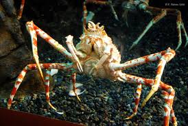 Put the crab upside down into rapidly boiling water, bring back to the boil then start timing 12 minutes per kilo. Japanese Spider Crab Facts Anatomy Diet Behavior Habitat