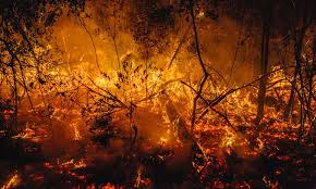 Maybe you would like to learn more about one of these? Breve En Australie Les Incendies Detruisent Une Foret Datant Du Gondwana