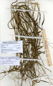 Image result for Digitaria velutina
