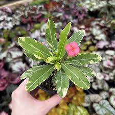 Image result for Euphorbia unicornis
