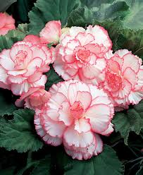 Image result for Begonia princeae