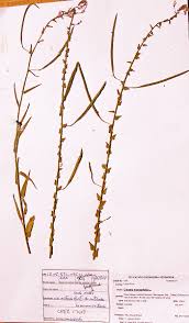 Image result for Cleome monophylla