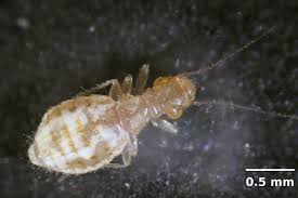 Natural ways to get rid of fleas. Tiny White Bugs In Kitchen What Are They And How To Get Rid Of Them Home Care Zen