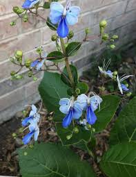 The seedlings are very nice and healthy looking. Gardeners Dirt Blue Butterfly Bush Clerodendrum Focal Plant For Patriotic Garden Home And Garden Victoriaadvocate Com