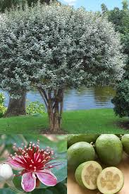 We did not find results for: Buy Fragrant Pineapple Guava Plants Free Shipping Feijoa Sellowiana For Sale Online From Wilson Bros Gardens