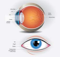 Image result for Cornea