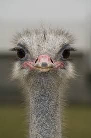 It means that.you haven't did it yet. Ostrich Close Up Of The Head Sponsored Ostrich Close Head Ad Super Funny Pictures Funny Faces Funny Memes About Girls