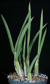 Image result for Eulophia petersii