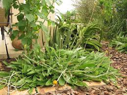 Image result for Haplocarpha