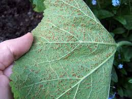 I find ways to add it to almost every flower bed or container i work on, and am consistently satisfied with the final result. Rust Fungal Disease Of Plants