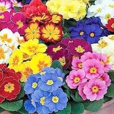 Nomi tavoli matrimonio tema fiori. Tipi Popolari Di Fiori Nomi E Foto Natura 2021