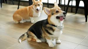 The Cardigan Welsh Corgi vs. the ...