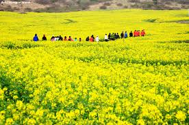 Image result for hoa cai images