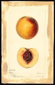 Learn About The History Of The Peach At Smithsonianmag Com Food Fruit Nature History Fun Facts Peach History History Facts Interesting