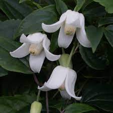 Buy from£29.99at the rhs plants shop. Clematis Urophylla Winter Beauty J Parker Dutch Bulbs