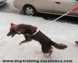 Check spelling or type a new query. Dog Leash Training Manage Your Out Of Control Pet During Walks