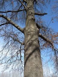 We inspire people to plant, nurture and celebrate trees. Pin Oak Quercus Palustris