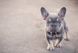The french bullhuahua takes on characteristics of both parent breeds. How Much Is A French Bulldog Puppy Price By State Marvelous Dogs