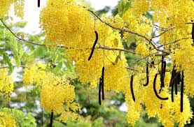 Image result for Cassia angolensis