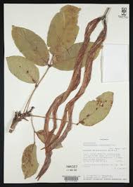 Image result for Stereospermum kunthianum