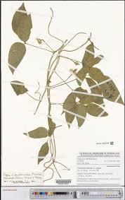 Image result for Vigna multinervis