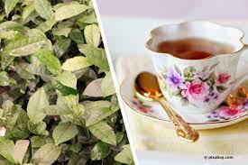 Falls sich fruchtknoten bilden, enthalten sie große, grüne samenkörner, die ab april im blumentopf vorgezogen werden können. Tee Selber Anbauen Camellia Sinensis Pflanze Zuchten Pflege