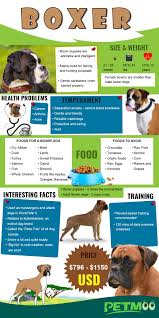 Boxer Puppies Dog Breed Information Temperament And Price