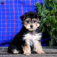 So if you're going that route to craigslist appeals to many prospective pet owners because the dogs are usually less expensive than. Morkie Puppies For Sale Yorktese Puppies Greenfield Puppies