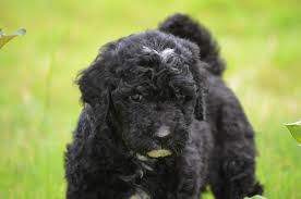 If you have more questions please contact us! Chocolate Labradoodle Puppies