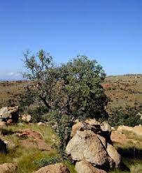 Image result for Nuxia congesta